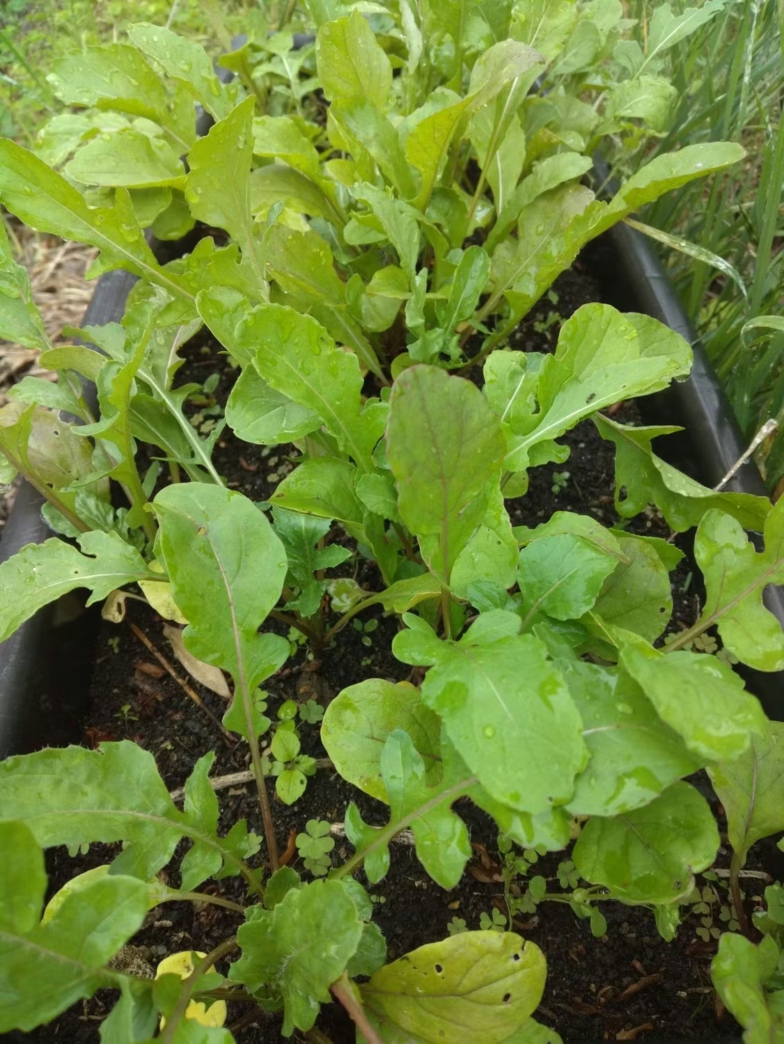 ルッコラ＆マイクロトマト