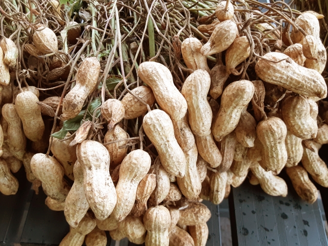 落花生