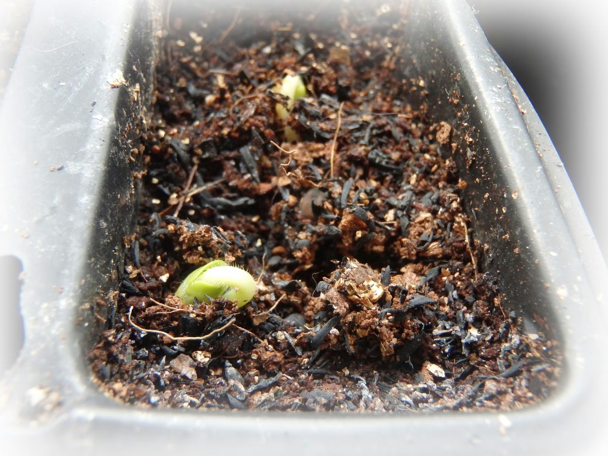 オクラ出て来た！🌱