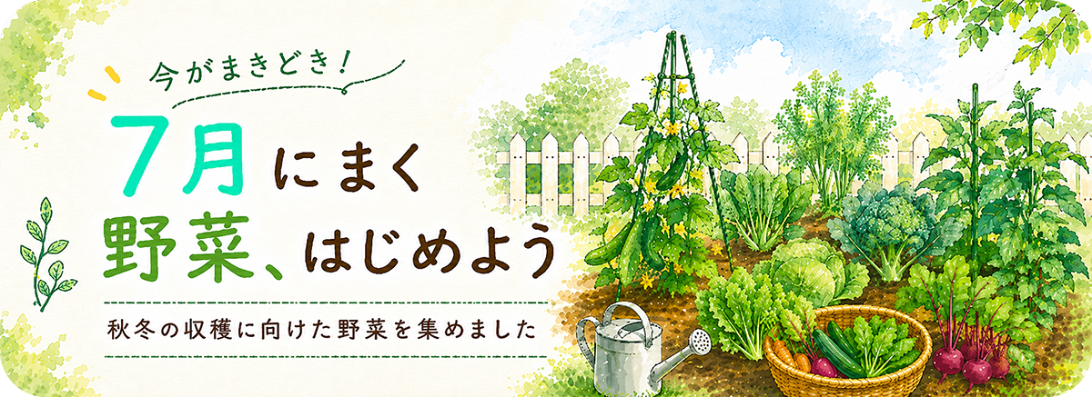 7月に蒔ける野菜の種