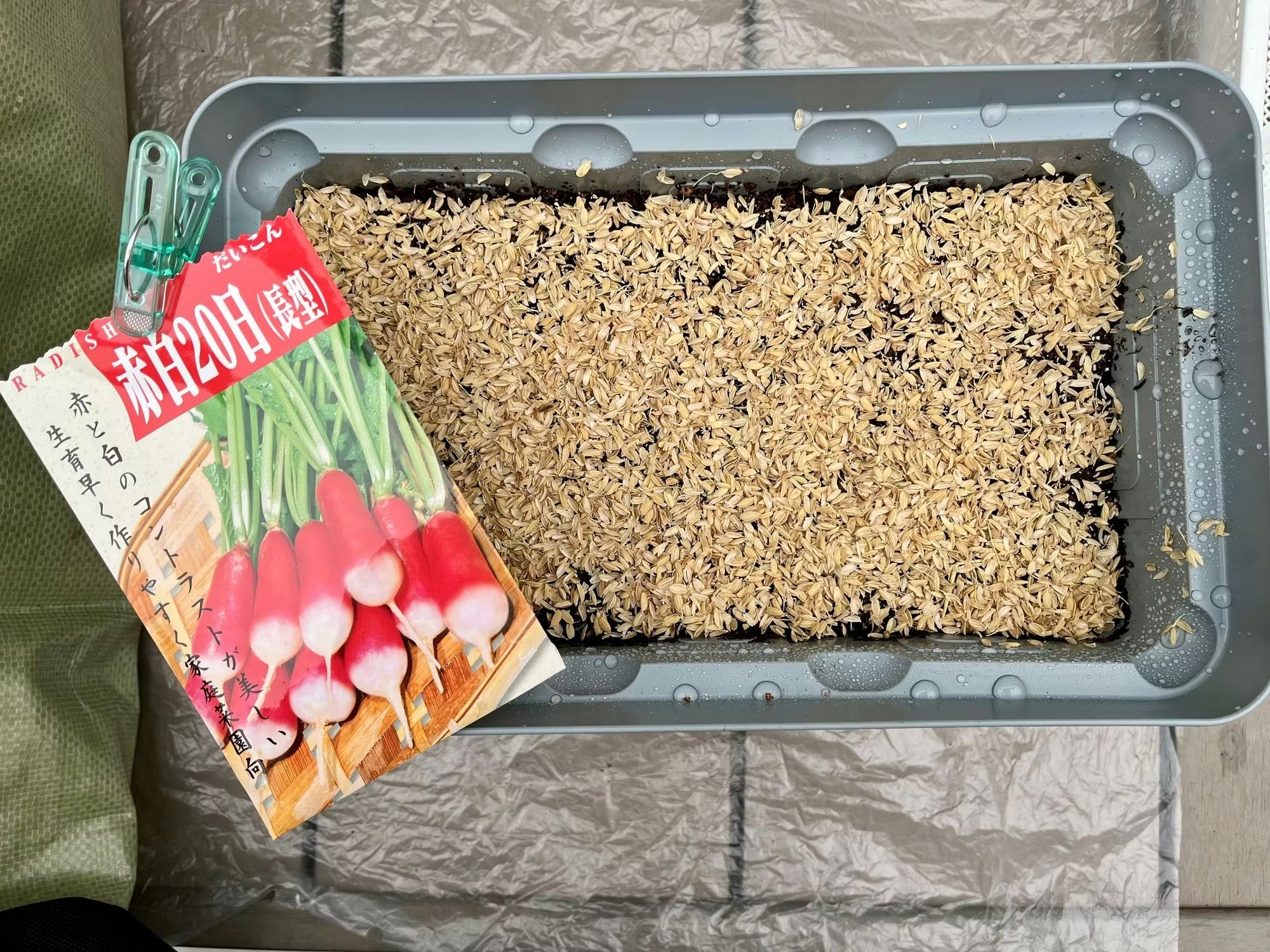 赤白20日種まきしました