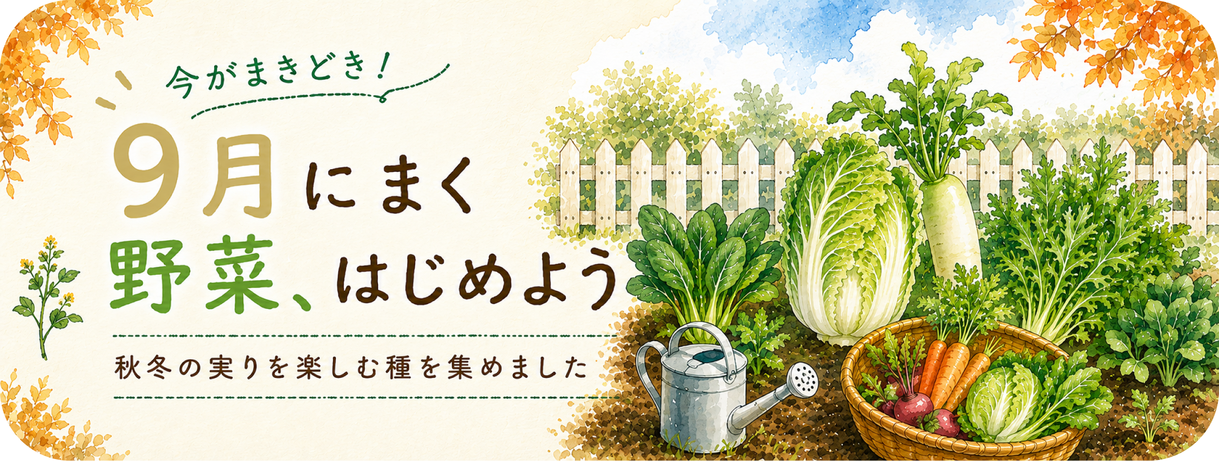 9月に蒔ける野菜の種