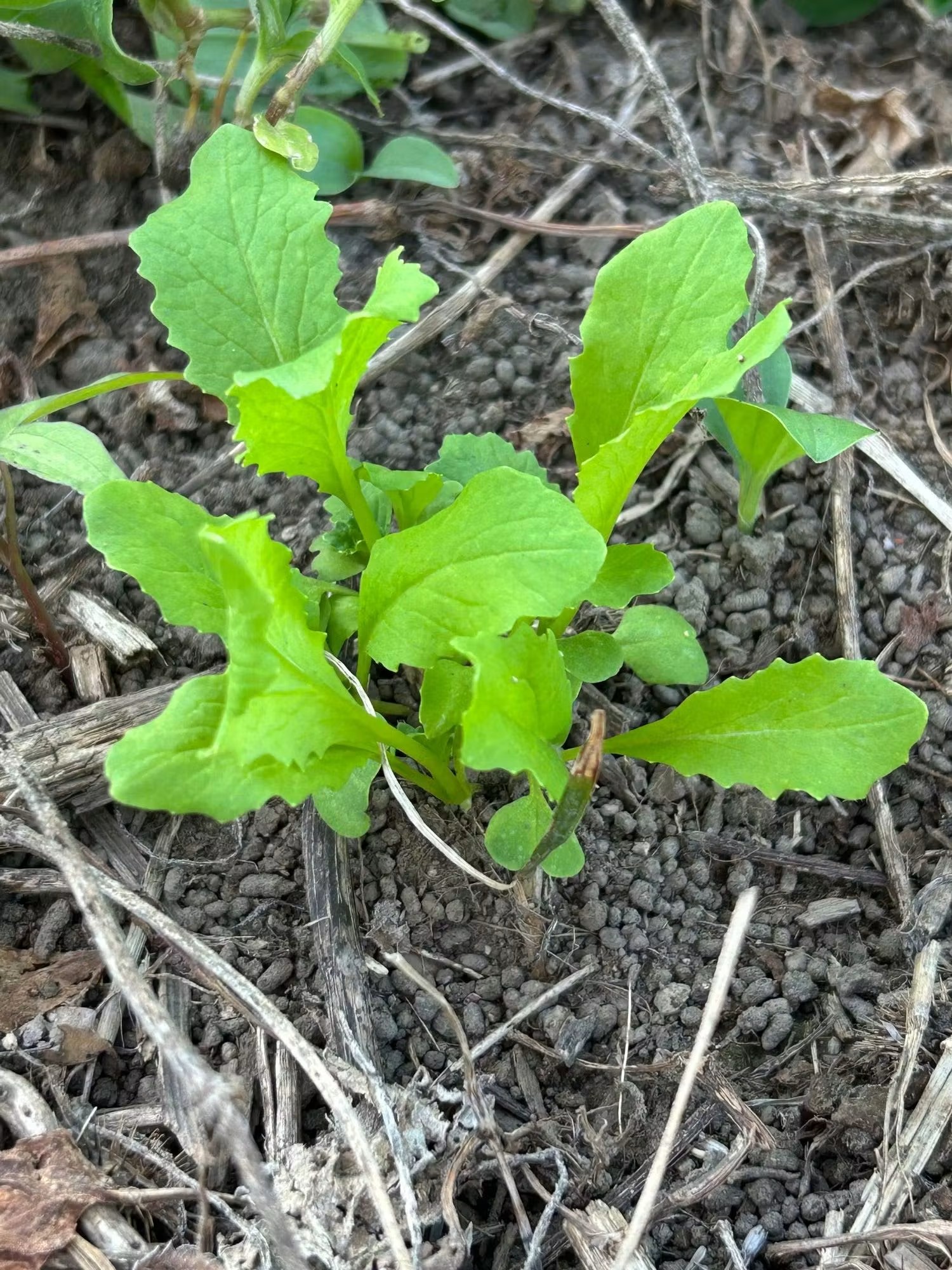 酷暑を乗り越えて…小さな芽の大きな感動