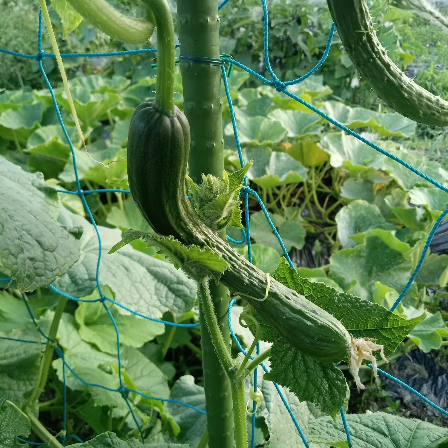 今日の収穫