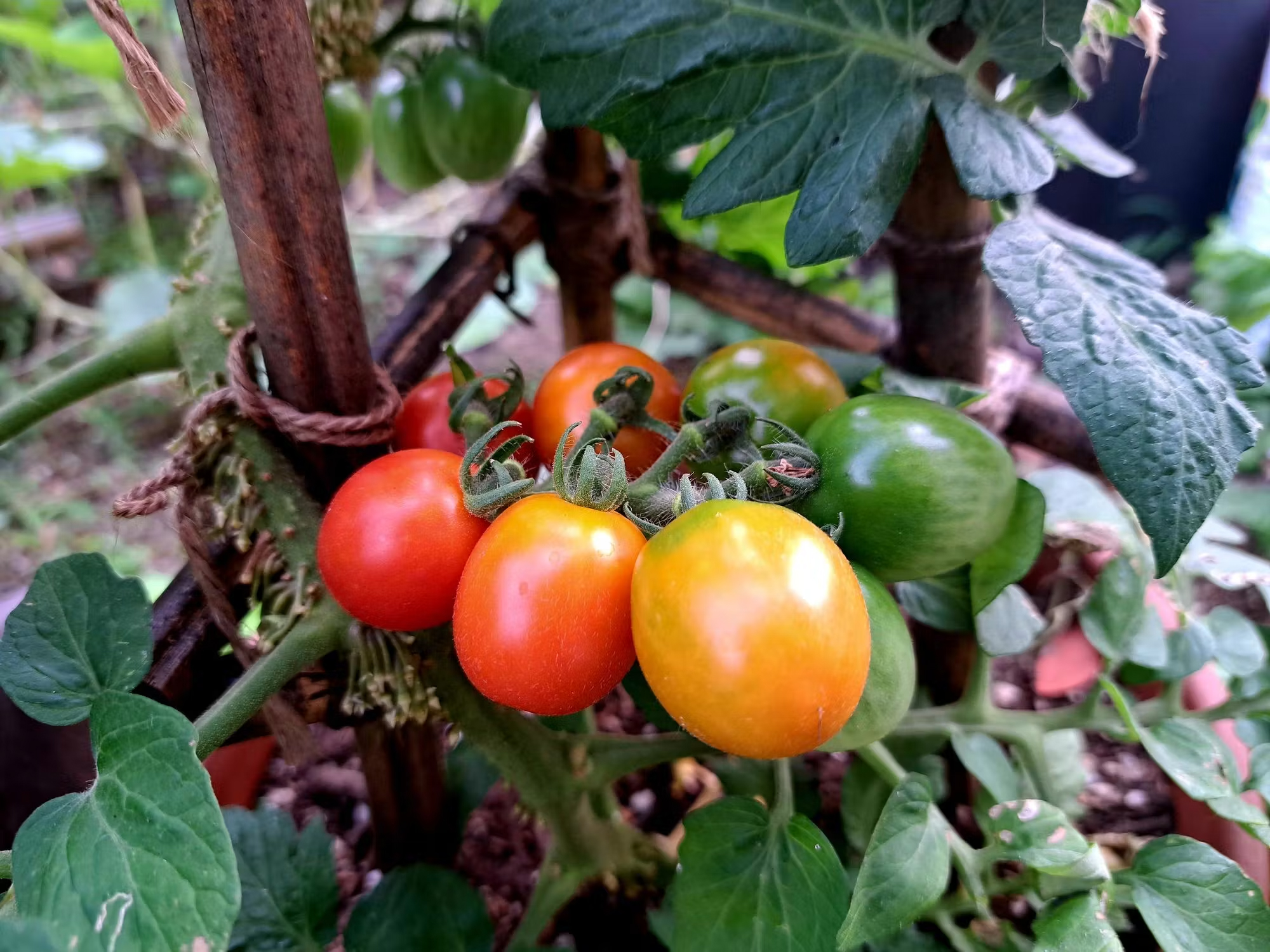 カラフルミニトマトちゃん🍅
