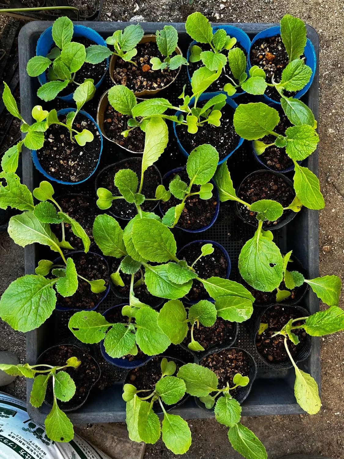 白菜オレンジミニを山の畑に植えました。