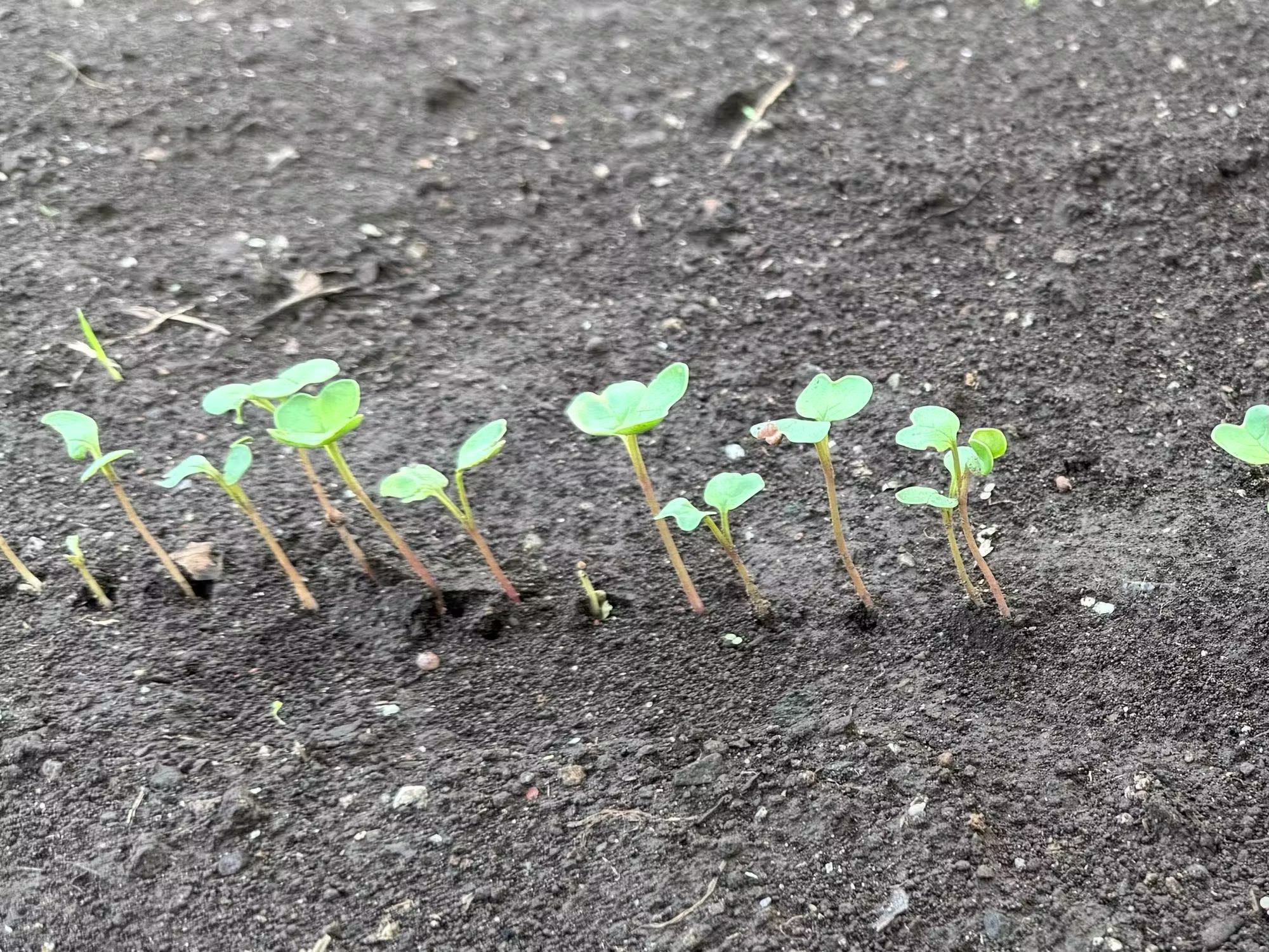 発芽したコウシンダイコン