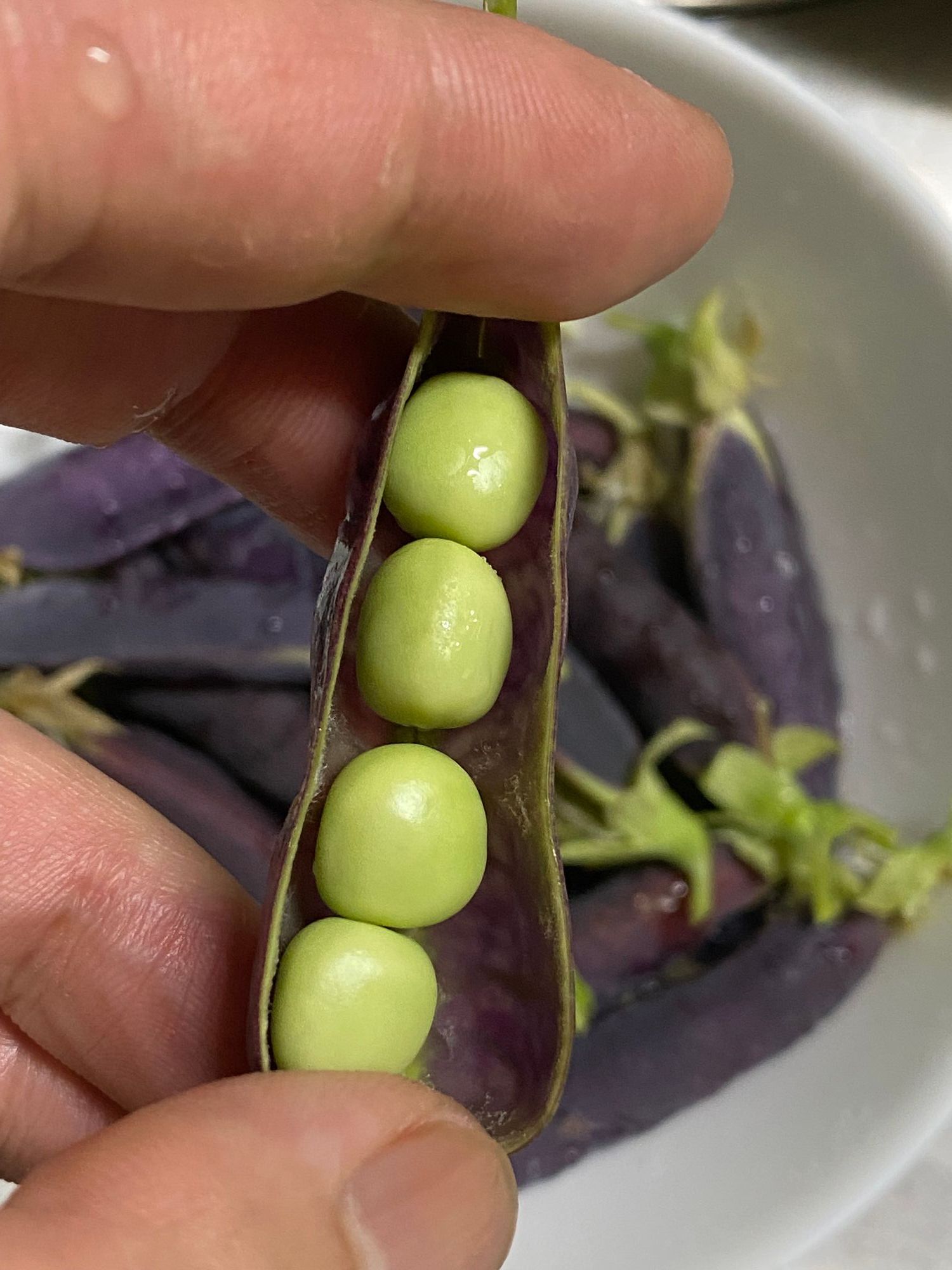 紫えんどうの収穫