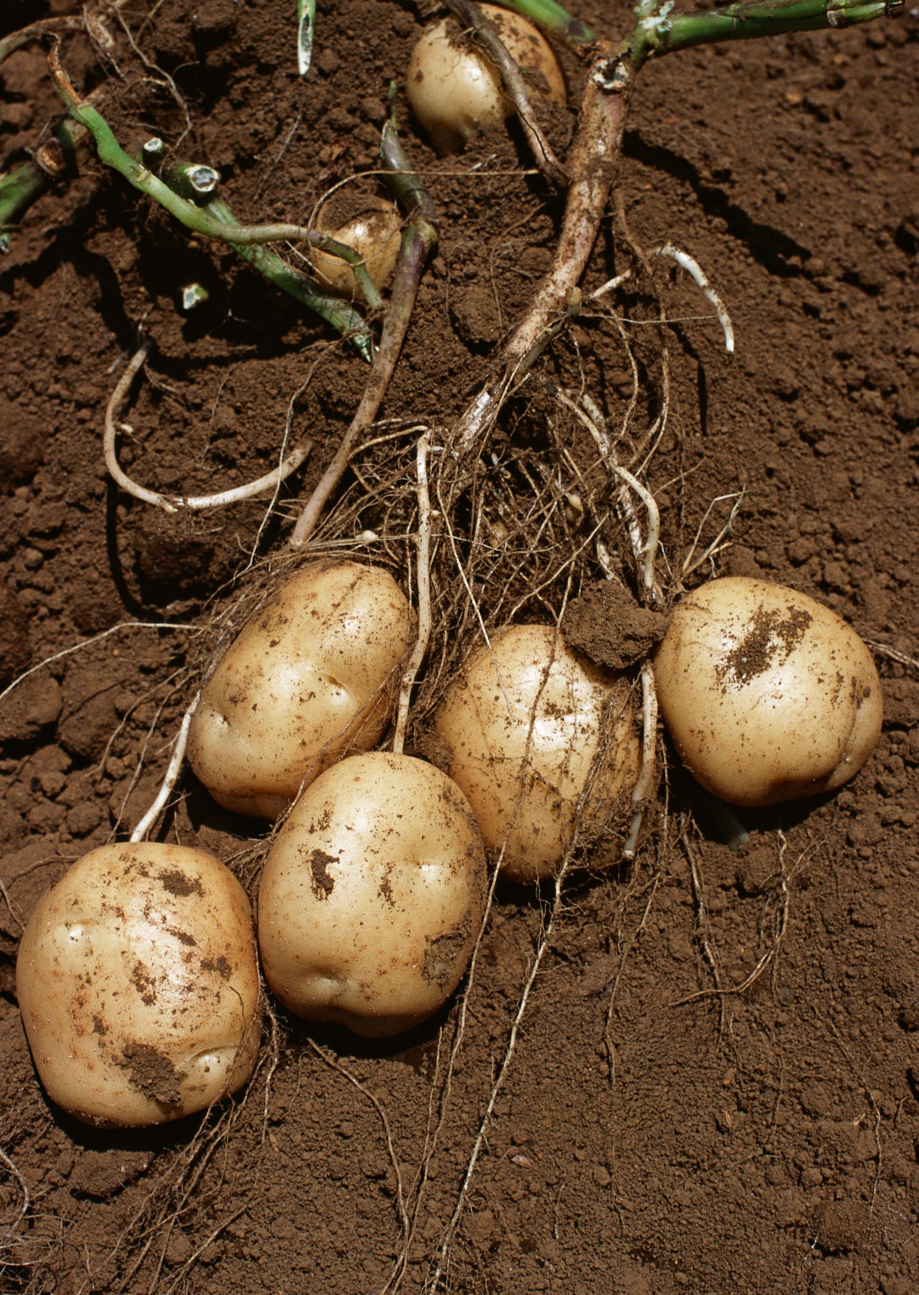 ジャガイモの植え付けの写真