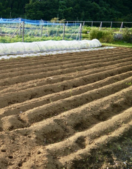 トマトやナスの苗作りスタート 野菜の種専門通販 アサヒのぐるタネ