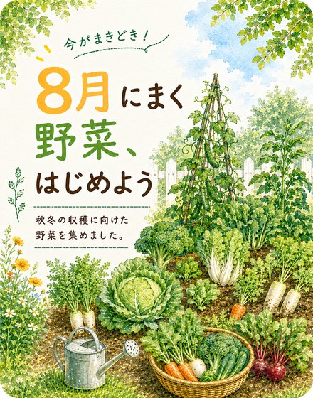 8月にまく野菜の種の写真
