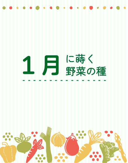2月にまく野菜の種 野菜の種専門通販 アサヒのぐるタネ