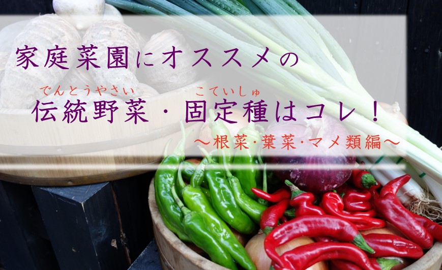家庭菜園にオススメ！4月に蒔ける伝統野菜・固定種　～根菜・葉菜・マメ類編～の写真
