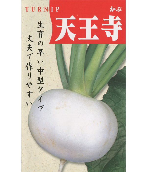 【大阪の伝統野菜】天王寺（てんのうじ）かぶの写真