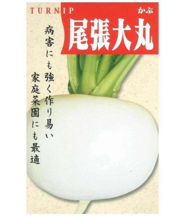 【愛知の伝統野菜】尾張大丸（おわりおおまる）かぶの写真