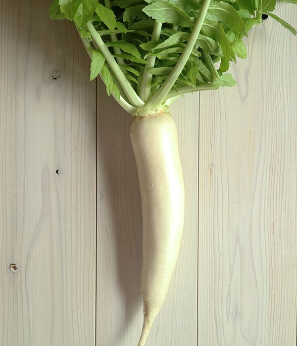 【伝統野菜】方領大根の写真