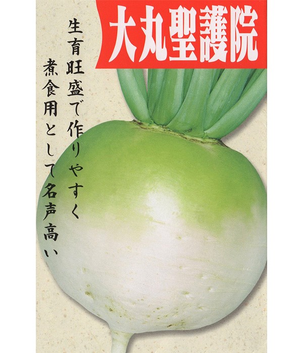 【伝統野菜】大丸聖護院大根の写真