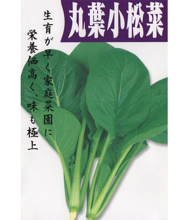 丸葉小松菜の写真