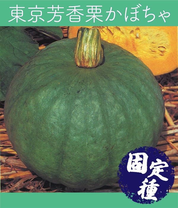 固定種　東京芳香栗かぼちゃの写真