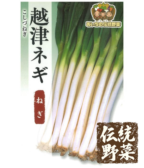 伝統野菜 越津葱（こしづねぎ）の写真