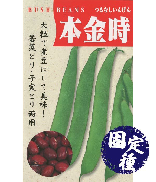 本金時菜豆（ほんきんときいんげん）の写真