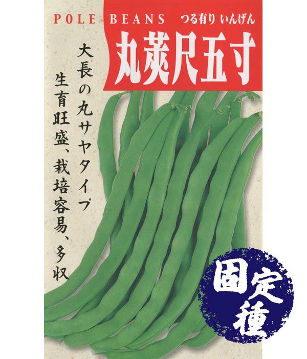 丸莢尺五寸菜豆（いんげん）の写真