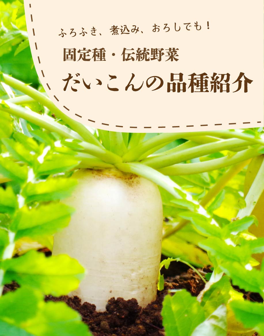 だいこんの品種をご紹介【固定種・伝統野菜編】の写真