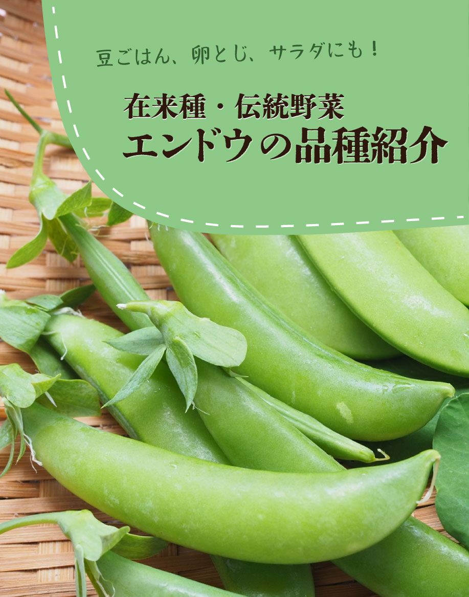 エンドウの品種をご紹介【在来種・伝統野菜編】の写真