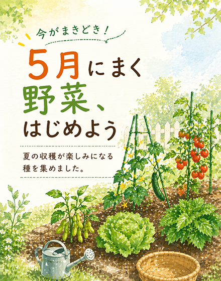 5月にまく野菜の種の写真